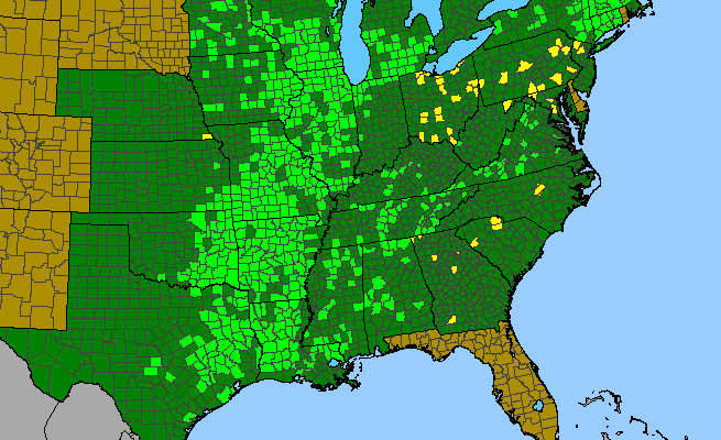 The range of Ranunculus fascicularis